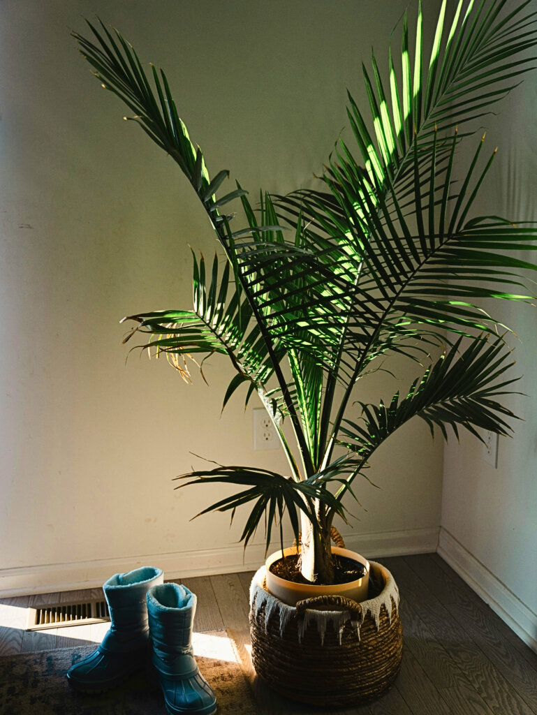 Parlour palm houseplant styled in a living room