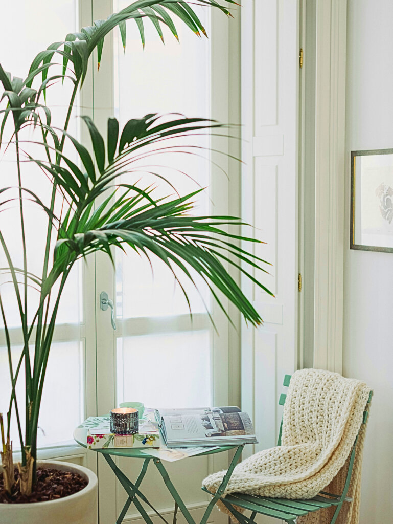 Parlour palm houseplant styled in a living room