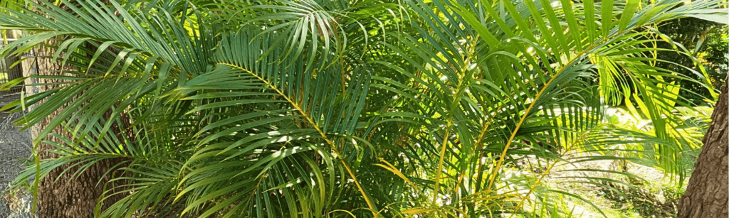 Parlour palm growing outside
