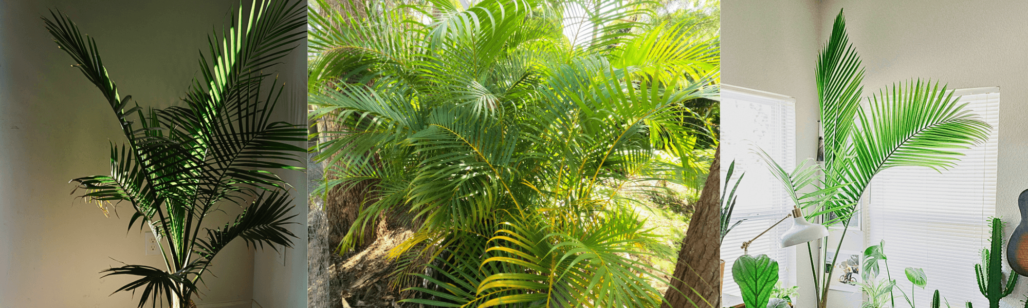 Parlour palm care and growing guide